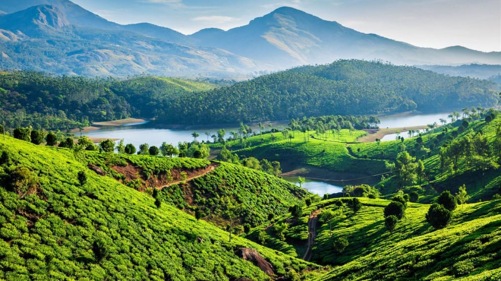 Kashmir green hills tea plantation